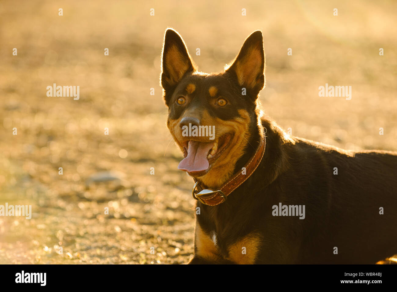 Close-up Of Australian Kelpie Sticking Out Tongue In Sunny Day On Field Stock Photo