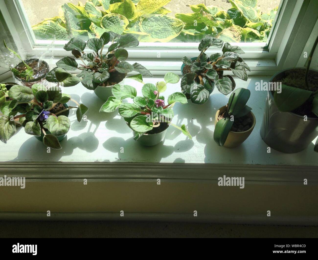 Plants Window Sill Indoors High Resolution Stock Photography and Images
