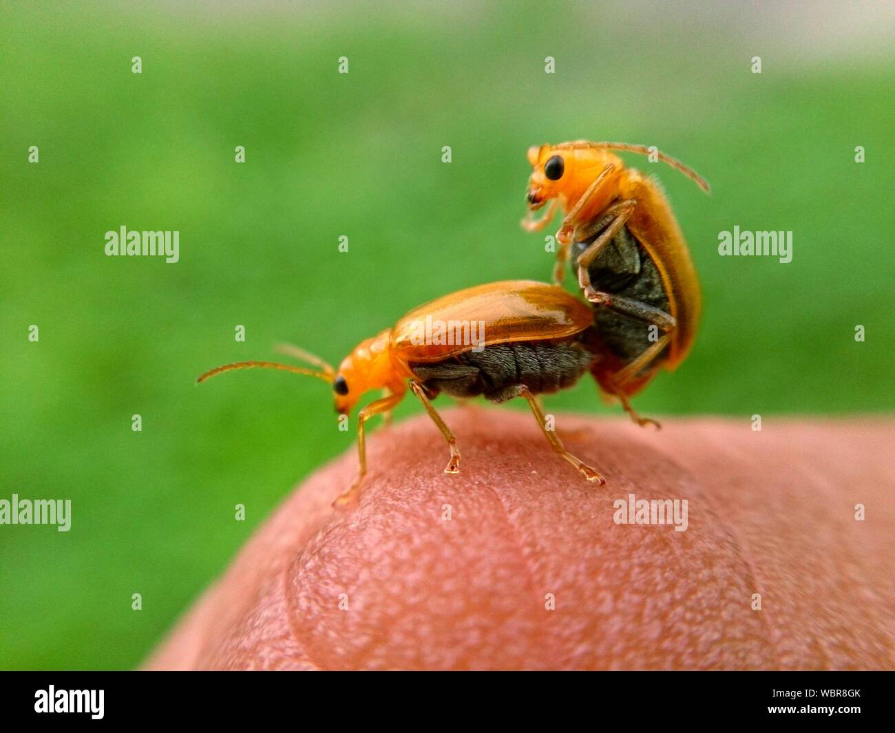 No human insects hi-res stock photography and images - Alamy