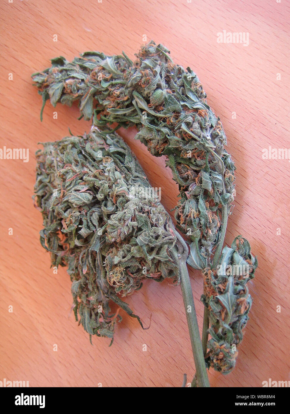 Cannabis Bud Crete Marihuana Close Up Vintage Old Shoot Nature Productions Stock Photo Alamy