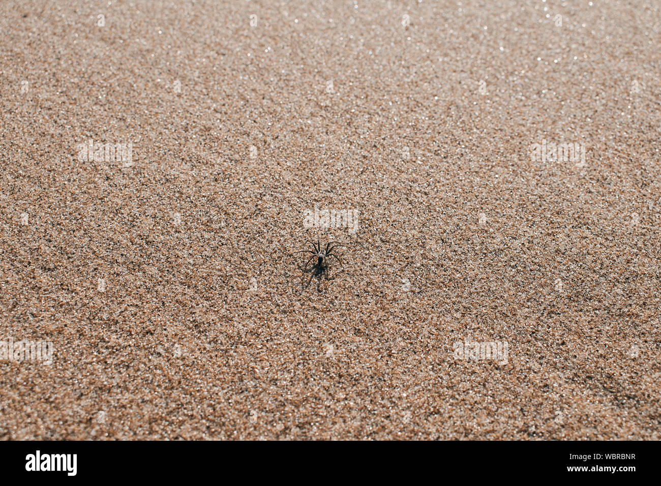 spider in the sand of the beach perfectly camouflaged Stock Photo