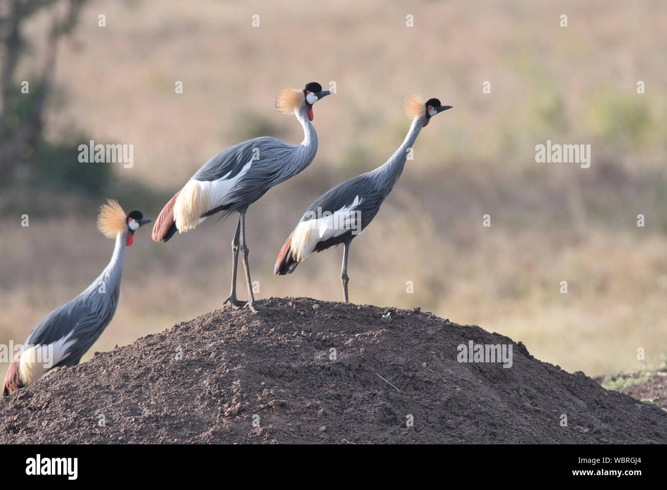 Reports | Kachemak Crane Watch | Page 2