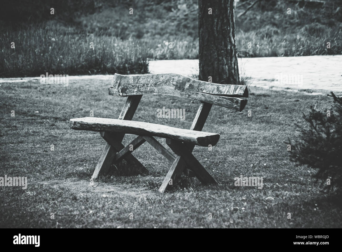 Empty tree hi-res stock photography and images - Alamy