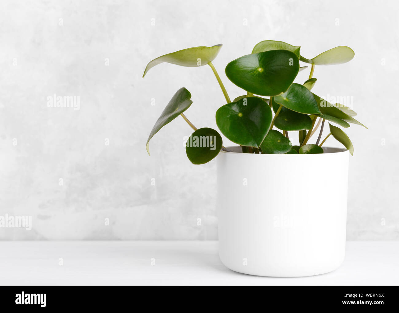 Peperomia raindrop in a white modern flowerpot over grey stone background copy space Stock Photo