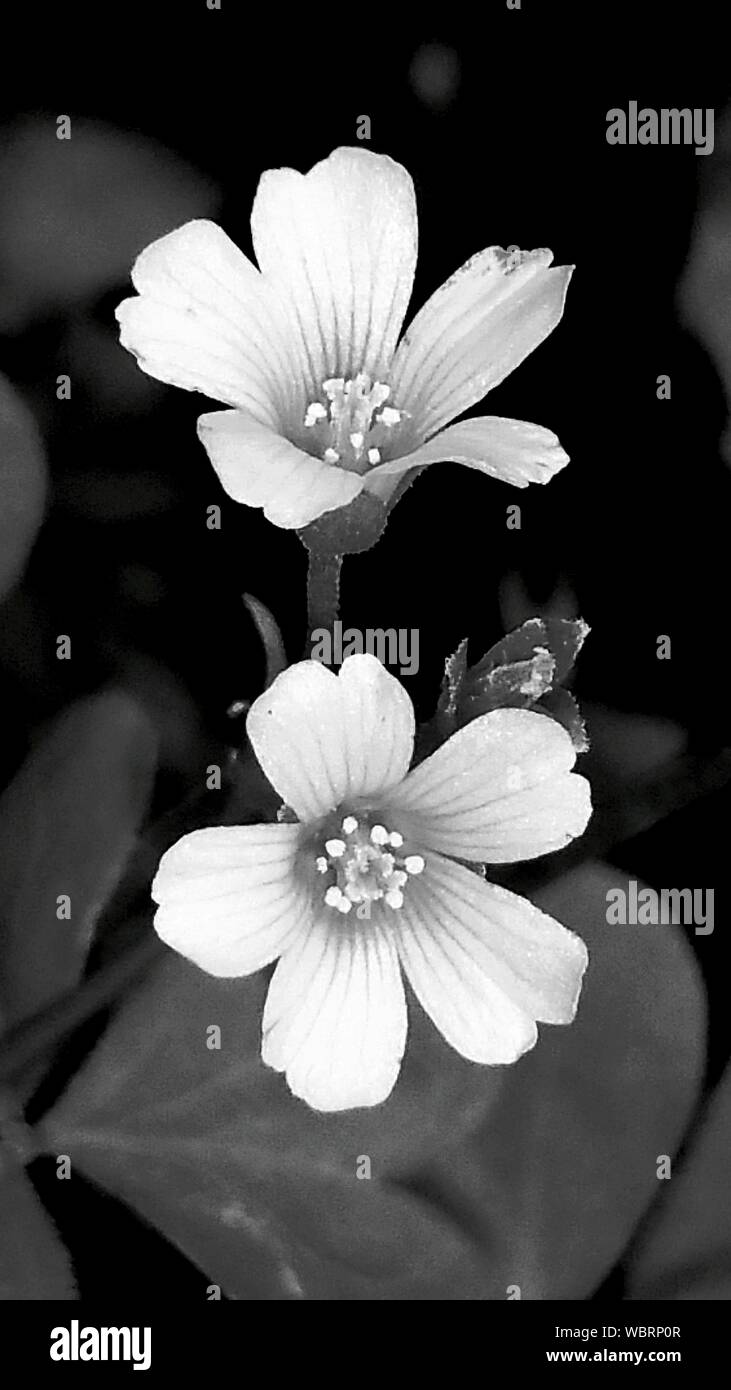 Oxalis close up hires stock photography and images Alamy