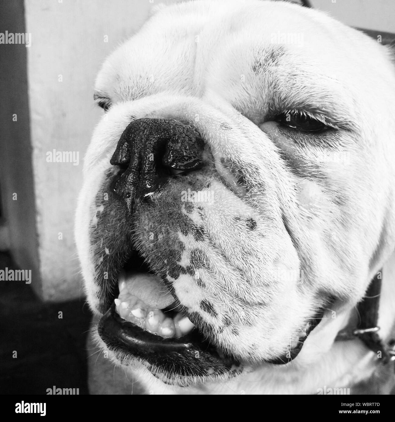 English Bulldog Black and White Stock Photos & Images - Alamy