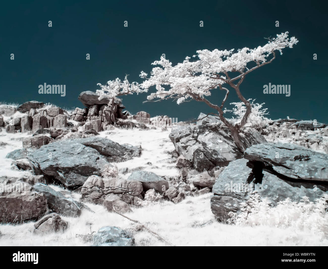 infrared shot of lone tree at twistleton scar malham with false color Stock Photo