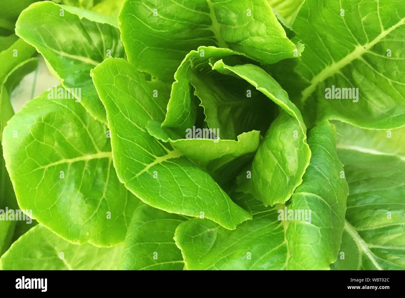 Close-up Of Green Cabbage Stock Photo