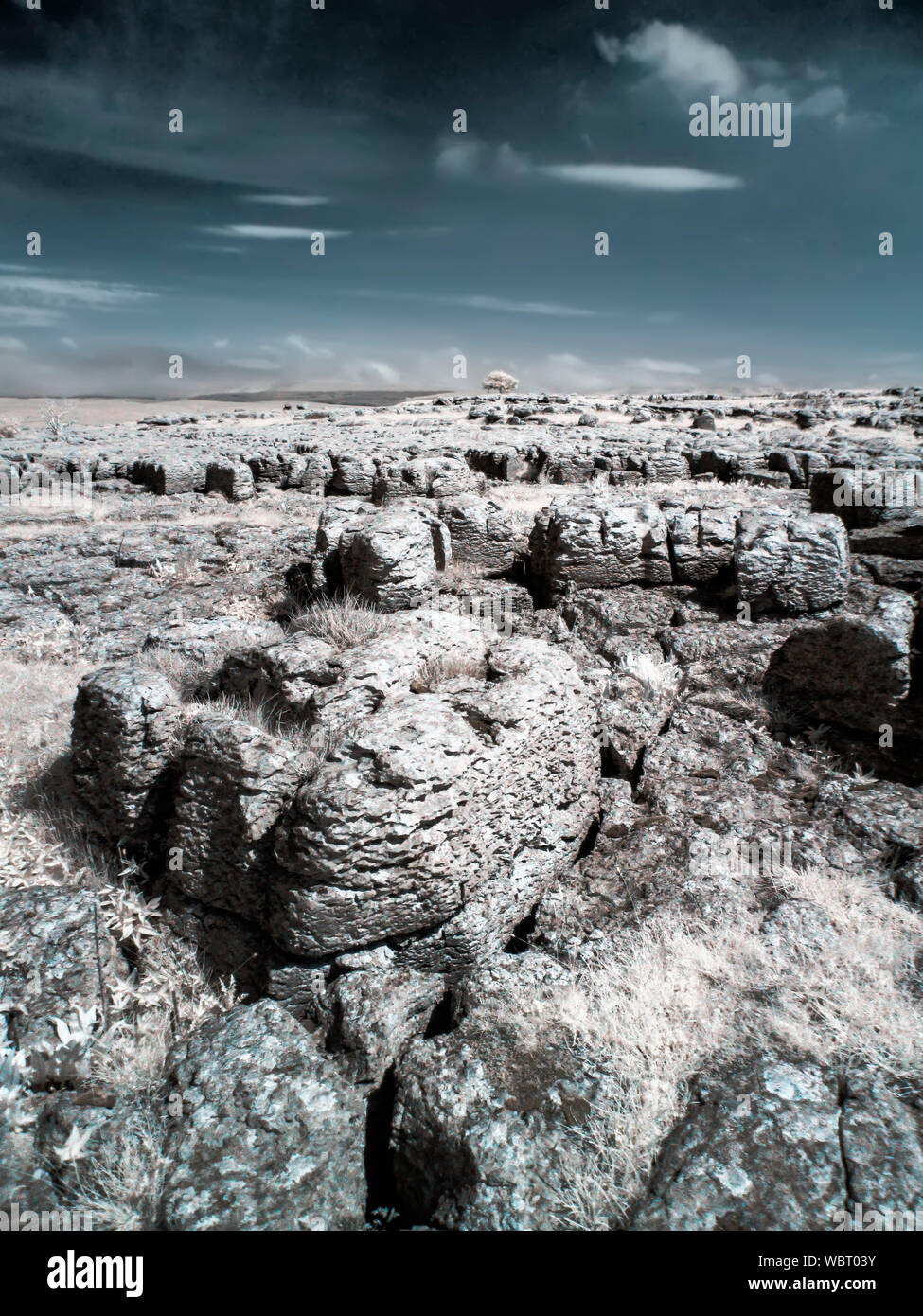 infrared shot of limestone pavement and lone tree with false color Stock Photo