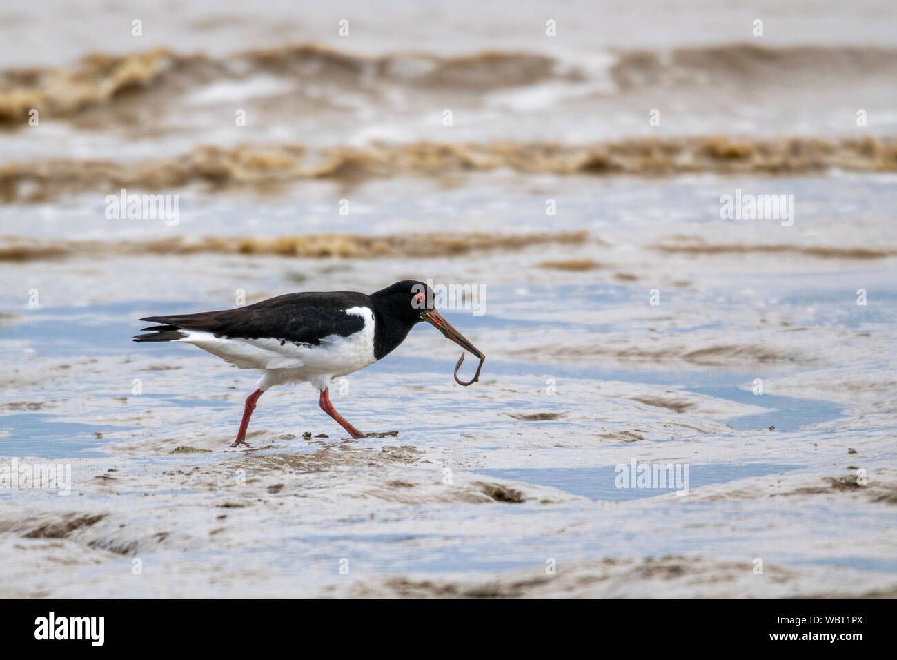 Oyster catcher (Haematopus ostralegus) with a worm or fluke from the