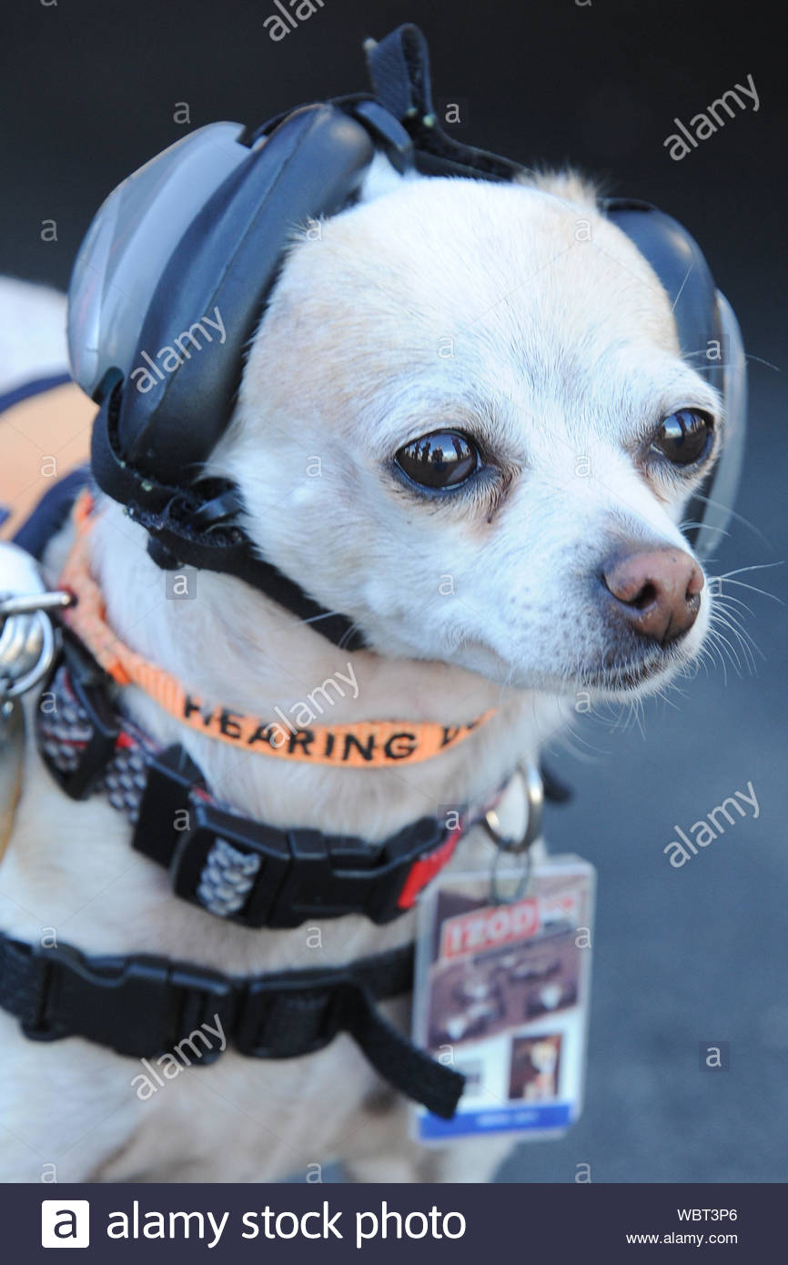 Long Beach Ca Dog At The 37th Annual Toyota Pro Celebrity Race