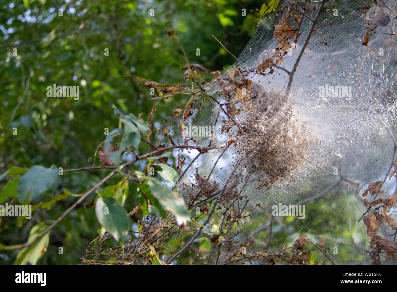 Gypsy moth nest in tree Stock Photo Alamy