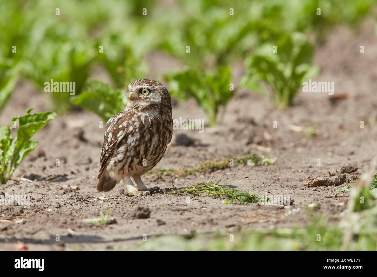 Little Owl, Athene noctua East Yorkshire, UK, hunting on the ground in a field of sugar beet, introduced to Britain during the 19th century. Stock Photo