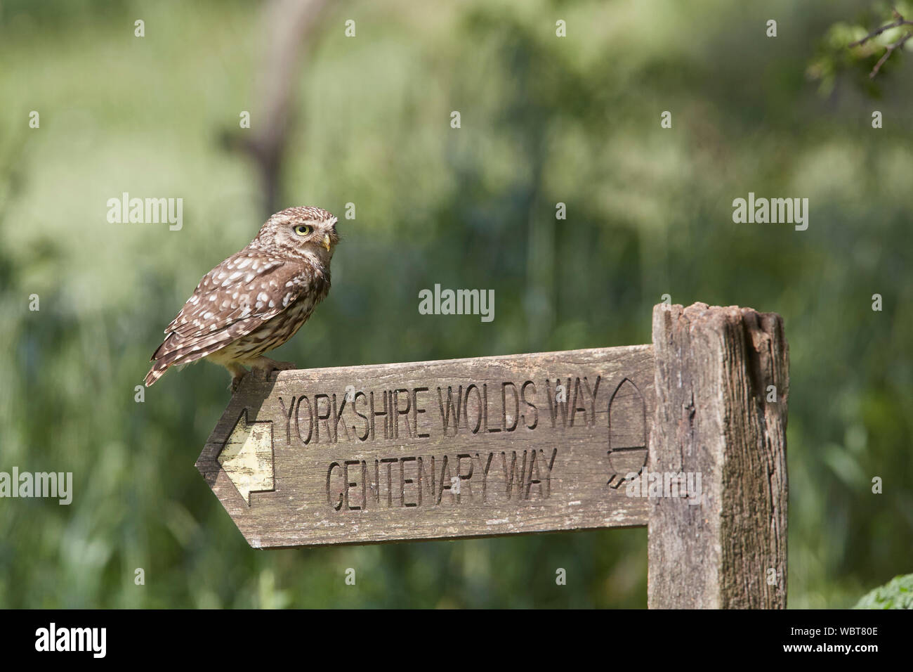 Little Owl, Athene noctua East Yorkshire, UK, standing on a Yorkshire Wolds Way Centenary sign post, introduced to Britain during the 19th century. Stock Photo