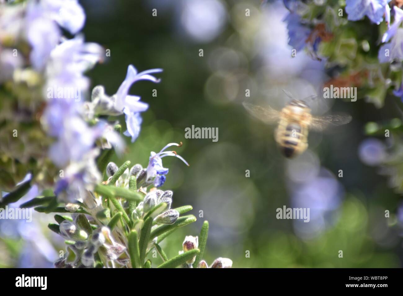 Flying bee flowers hi-res stock photography and images - Alamy