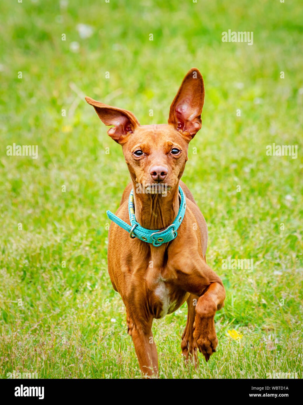 Red miniature pinscher trotting through the grass at a dog park.  Blurred background. Stock Photo