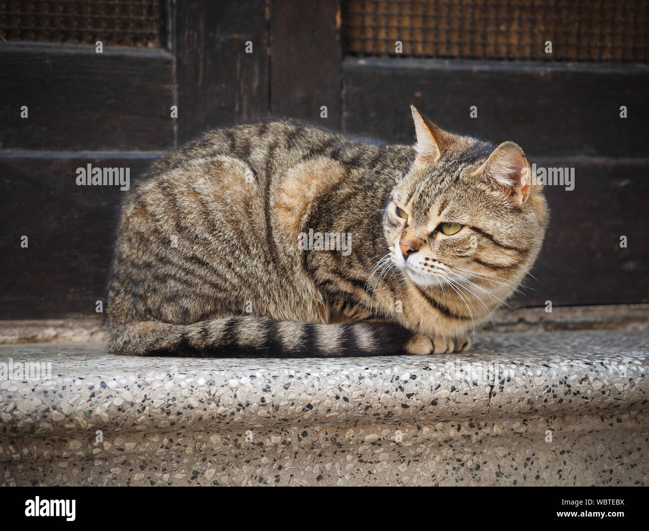 Cat Sitting On Window Stock Photo Alamy