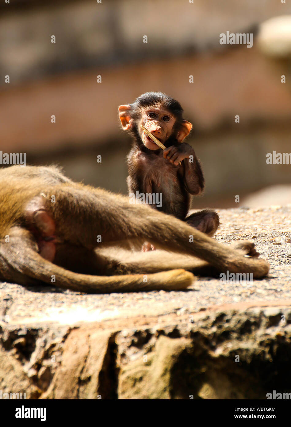 A baby Baboon playing with a stick beside its mother at Paignton Zoo, Devon, UK Stock Photo