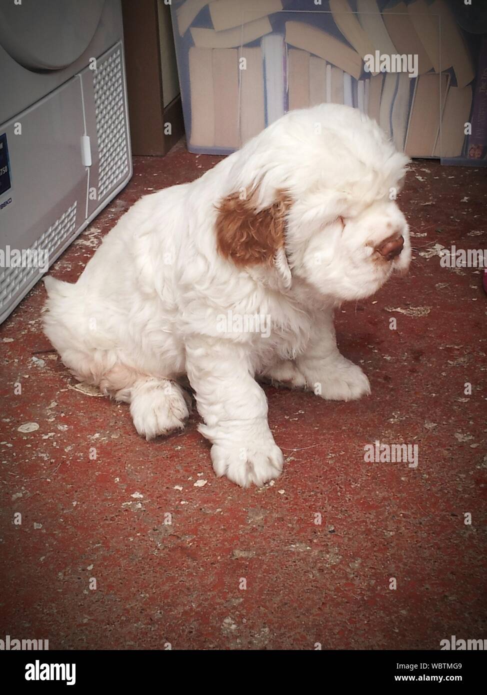 What Is The Breed Of Clumber Spaniel