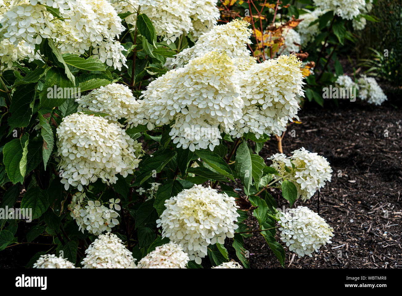 From The Garden Of Zen Kashiwaba Ajisai Hydrangea Quercifolia