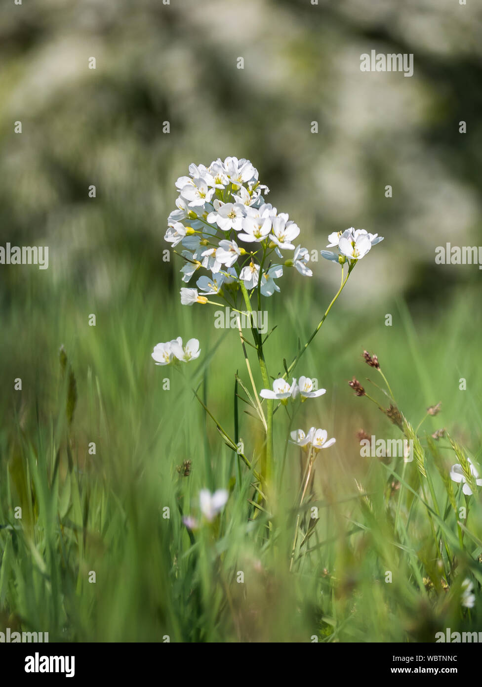 Cardamine pratensis with blooming tree at background, cuckoo flower ...