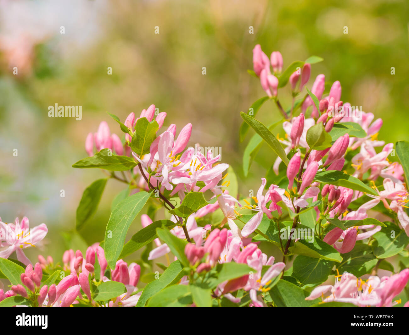 Honeysuckle Lonicera tatarica detail, pink blooming blossoms Stock Photo
