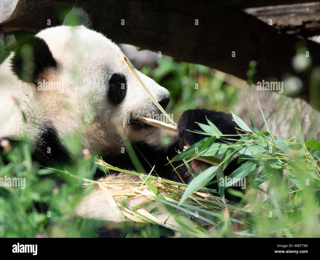 Berlin, Germany. 27th Aug, 2019. Panda male Jiao Qing eats in his zoo enclosure. Meanwhile panda female Meng Meng is in the inside enclosure of the zoo away from the visitors. The zoo today published an ultrasound of the female panda, showing an embryo with a beating heart. The announcement said that the birth could be expected in about two weeks. Credit: Paul Zinken/dpa/Alamy Live News Stock Photo