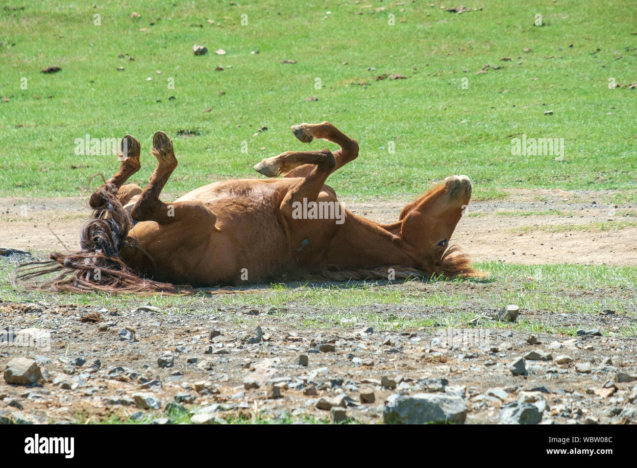 Herd of horses in Yolyn Am, Mongolia Stock Photo - Alamy