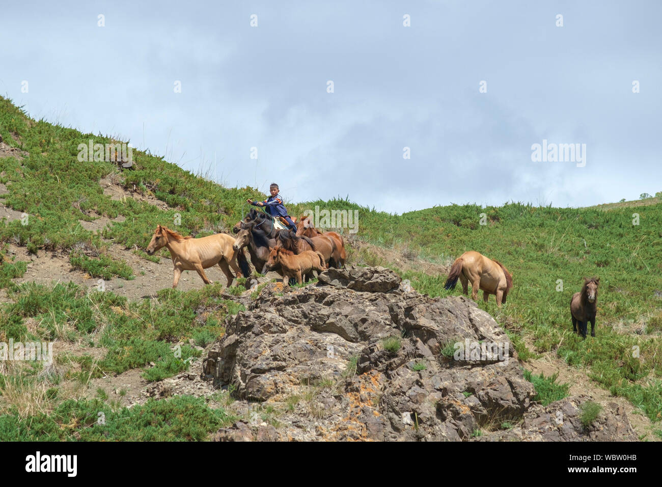 Herd of horses in Yolyn Am, Mongolia Stock Photo - Alamy