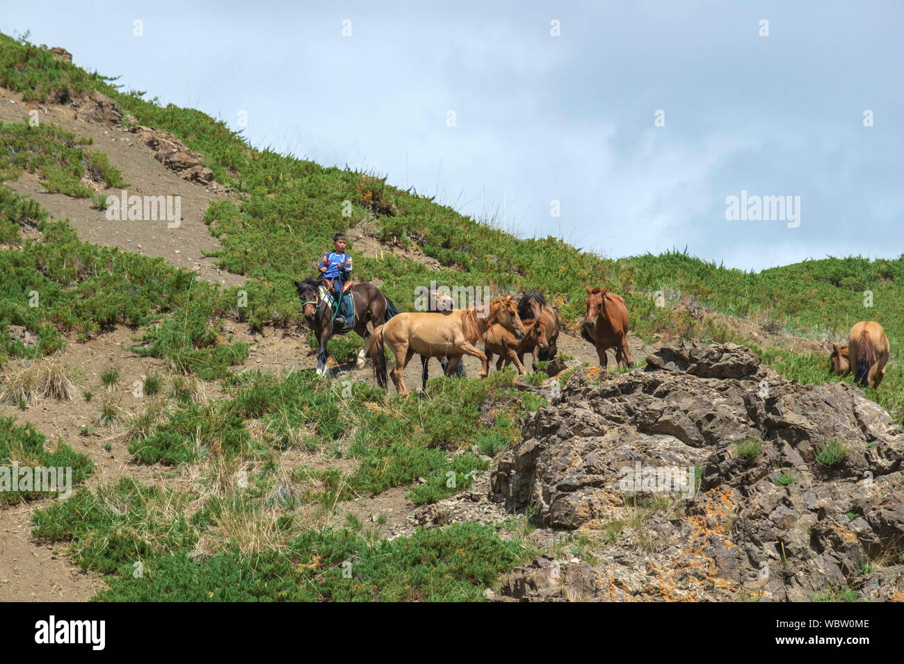 Herd of horses in Yolyn Am, Mongolia Stock Photo - Alamy
