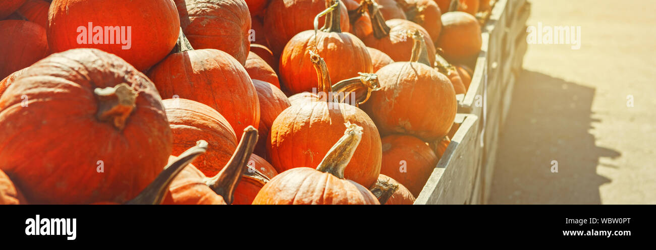 Fresh harvest yellow orange pumpkins in wooden box on farm seasonal ...