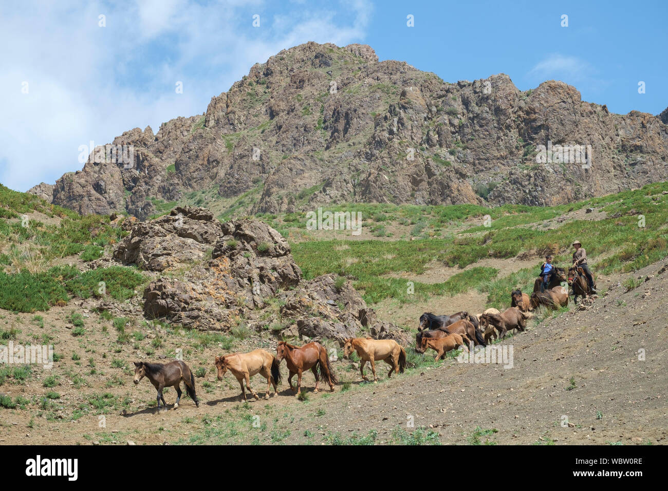 Herd of horses in Yolyn Am, Mongolia Stock Photo - Alamy