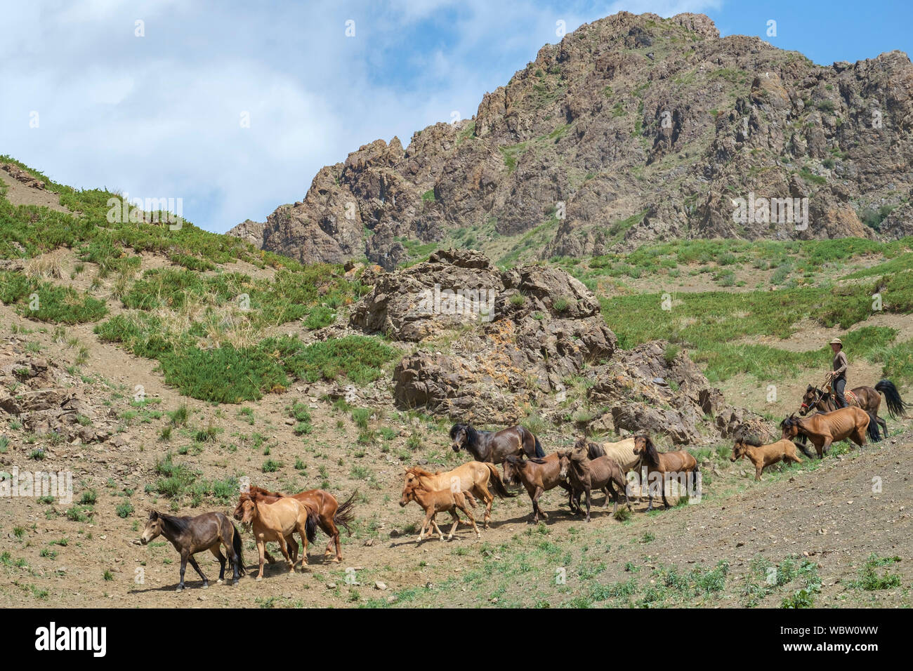Herd of horses in Yolyn Am, Mongolia Stock Photo - Alamy
