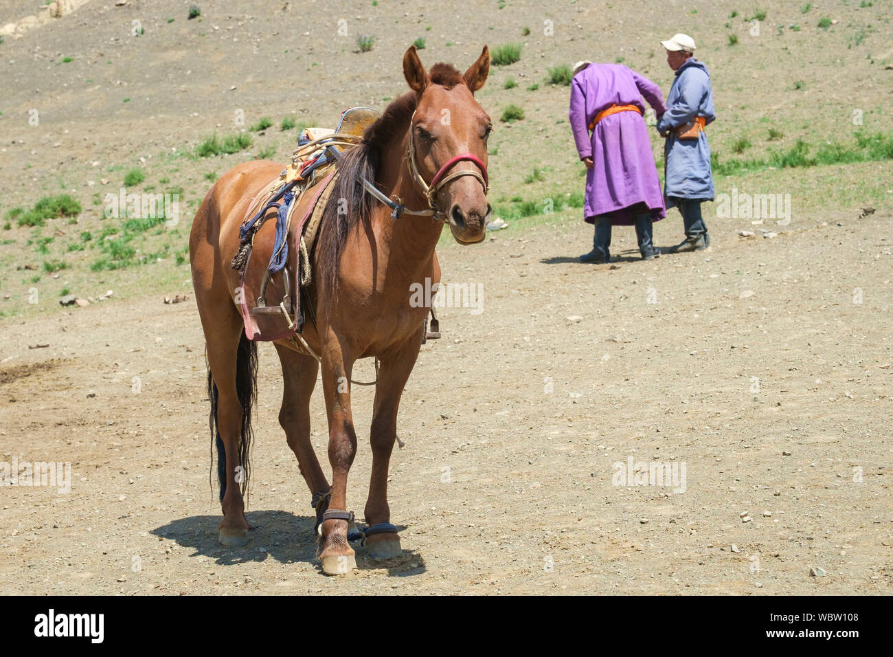 Herd of horses in Yolyn Am, Mongolia Stock Photo - Alamy