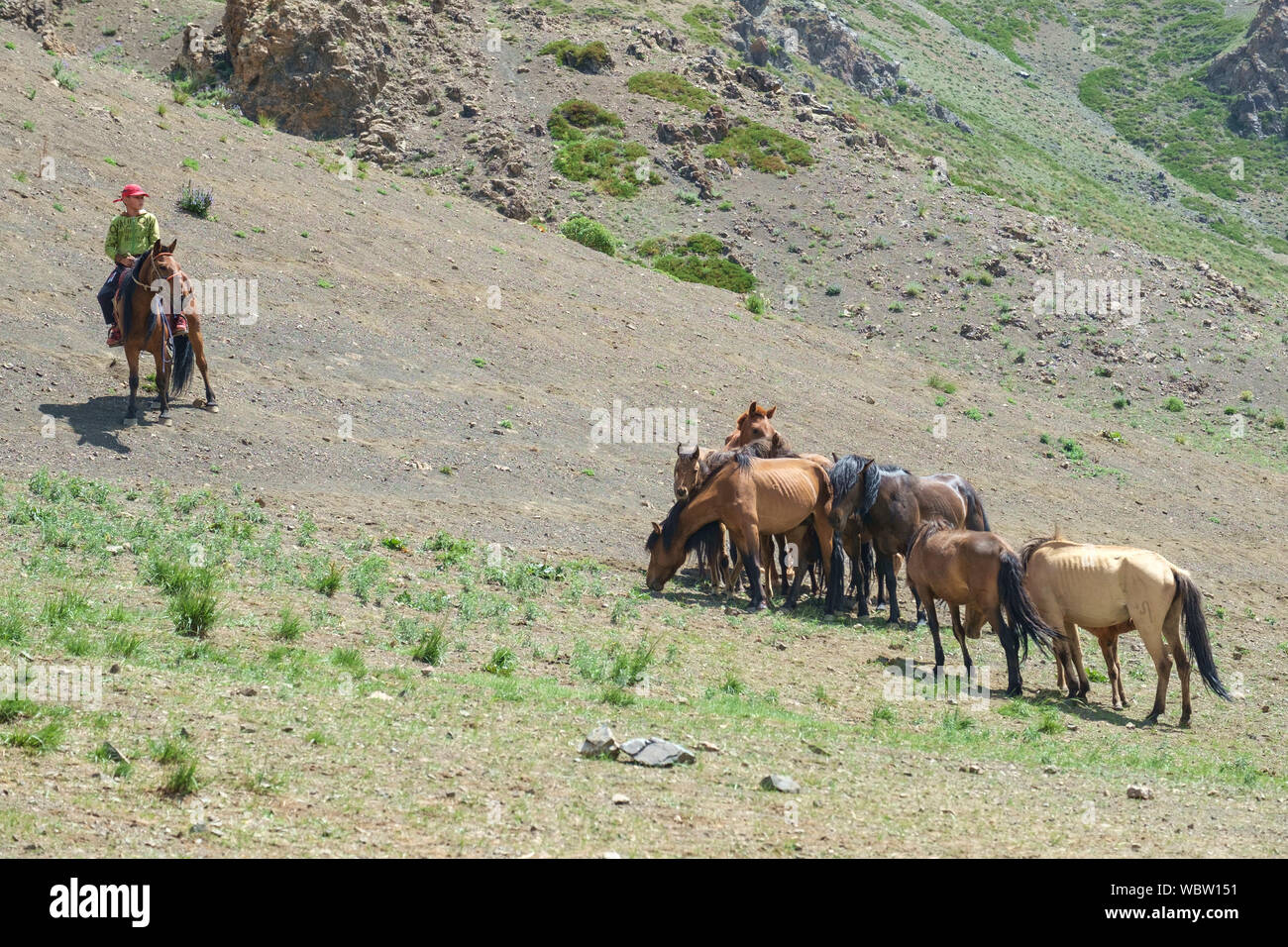 Herd of horses in Yolyn Am, Mongolia Stock Photo - Alamy