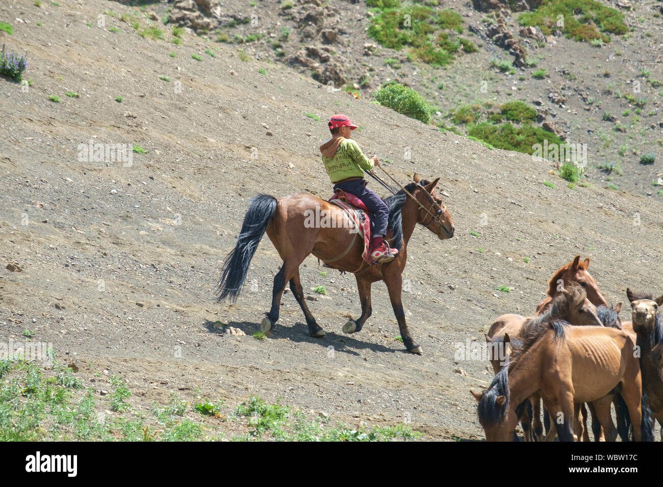 Herd of horses in Yolyn Am, Mongolia Stock Photo - Alamy