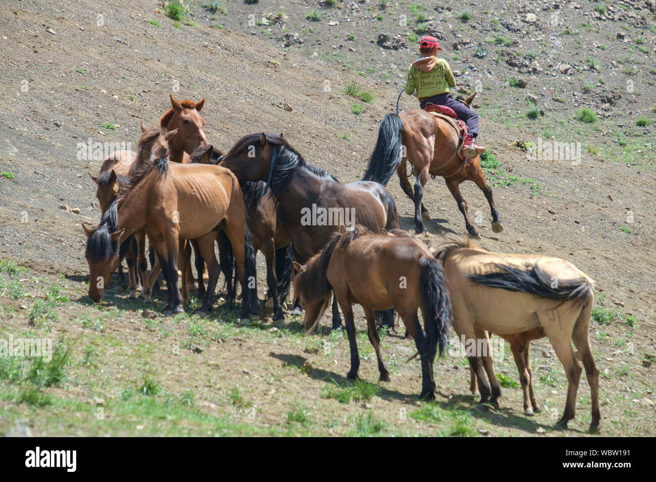 Herd of horses in Yolyn Am, Mongolia Stock Photo - Alamy
