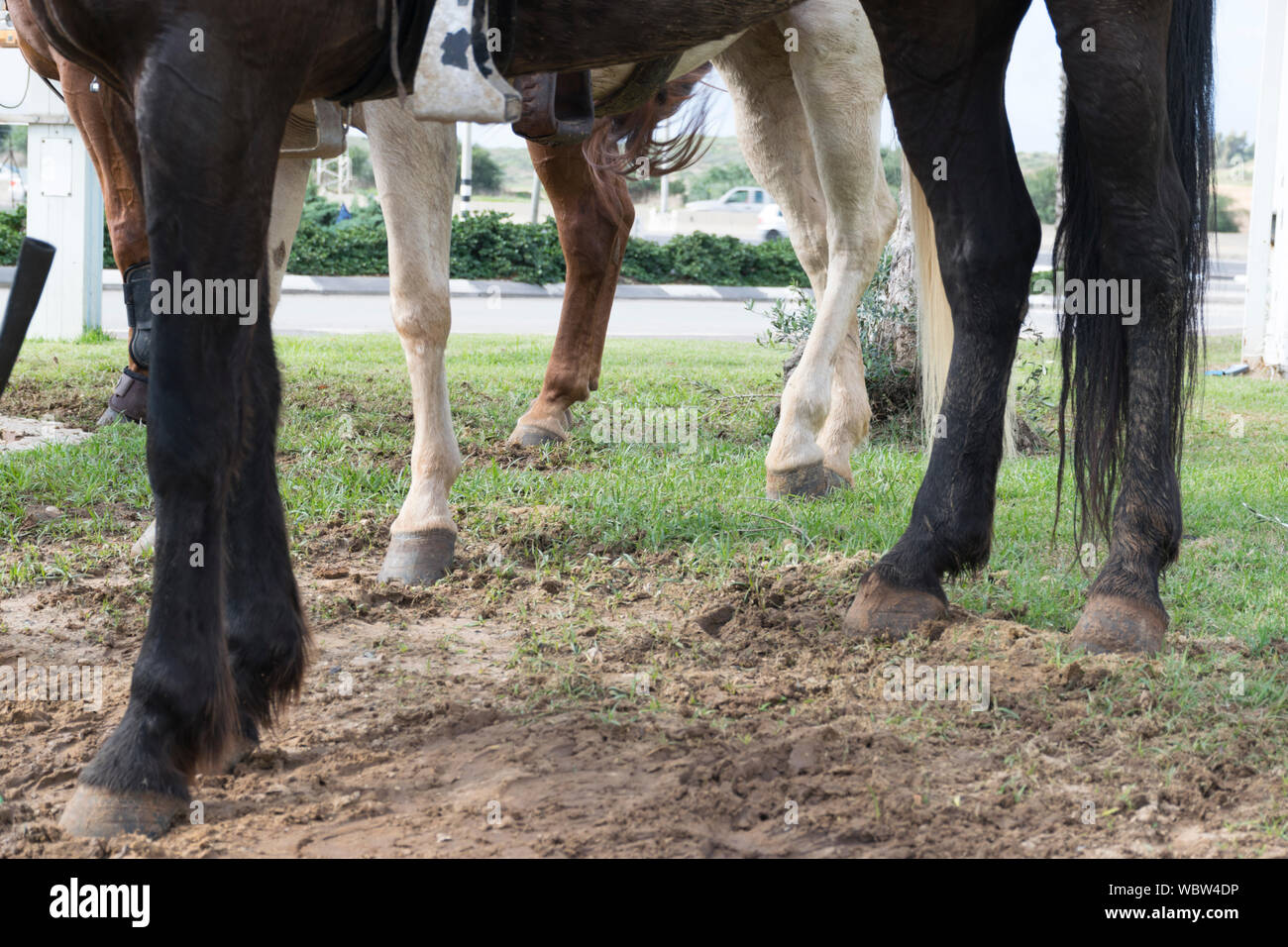 horse legs Stock Photo