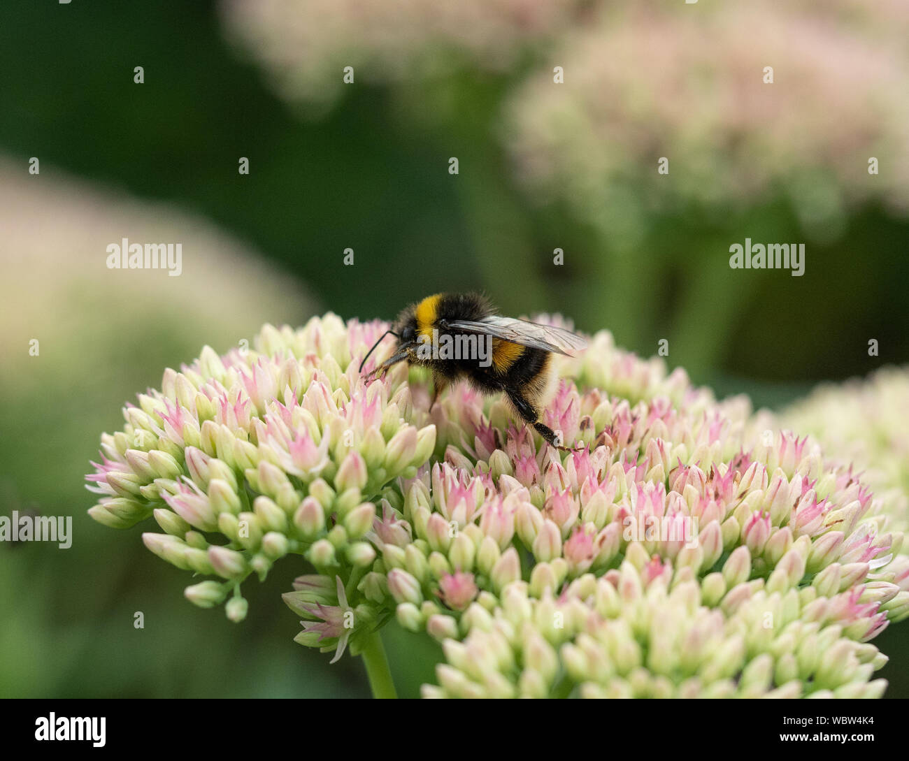 A buff tailed bumble bee feeding on a sedum flowerhead Stock Photo