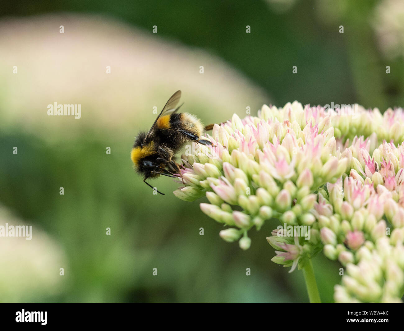 A buff tailed bumble bee feeding on a sedum flowerhead Stock Photo