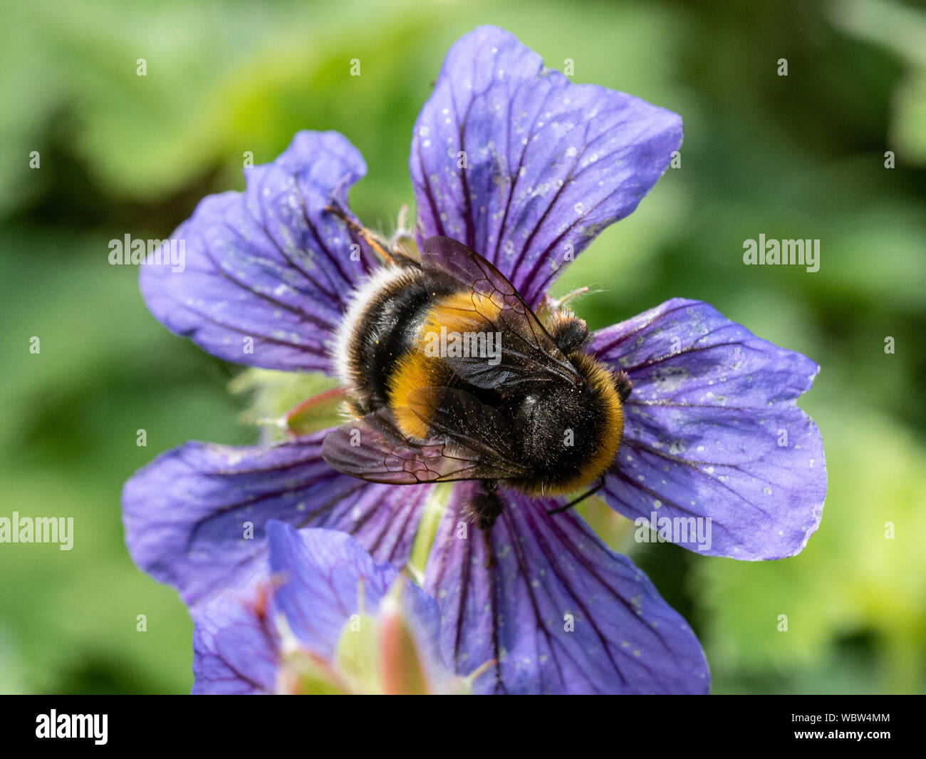 A buff tailed bumble bee feeding on a Geranium flowerhead Stock Photo