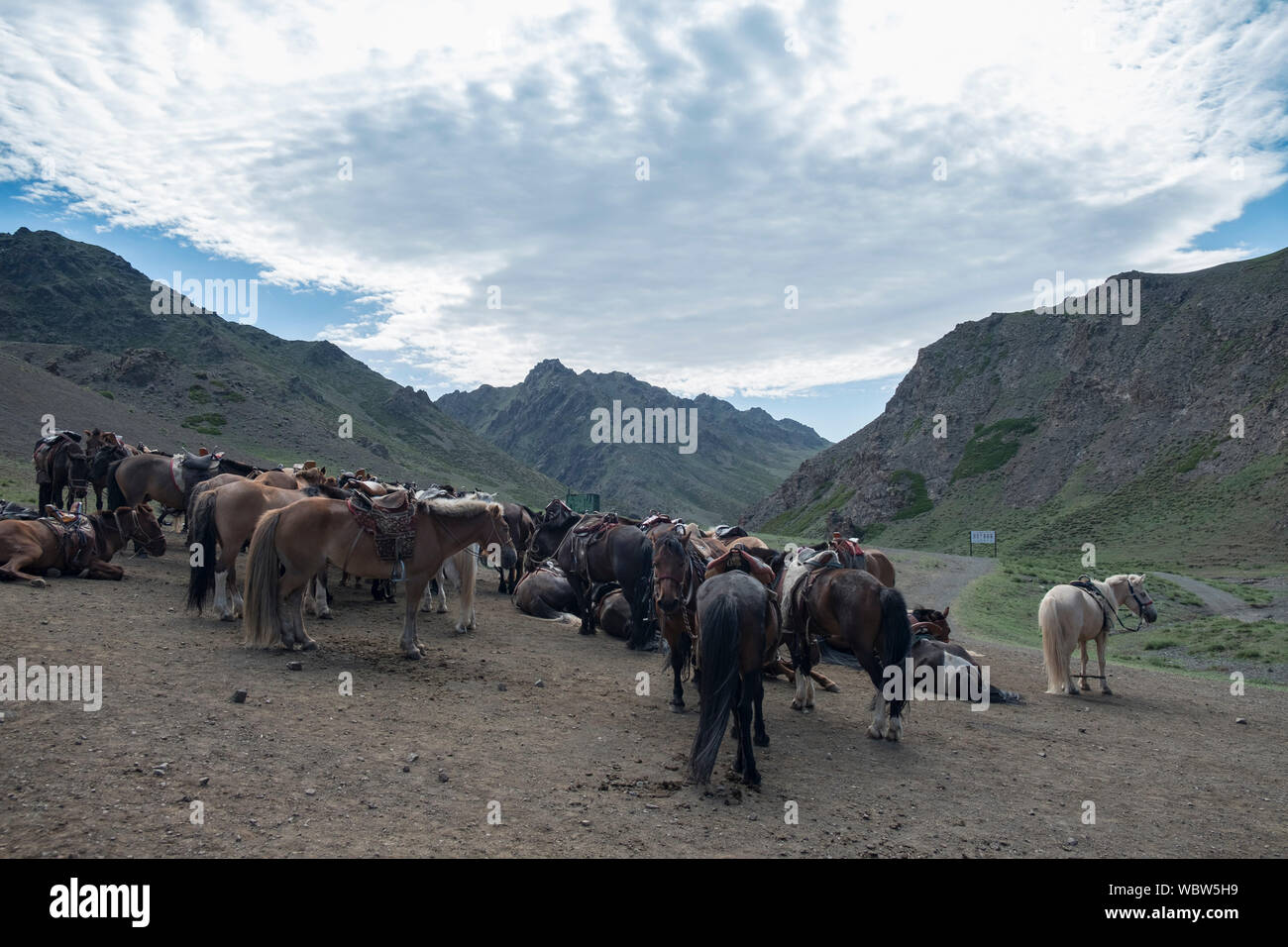Herd of horses in Yolyn Am, Mongolia Stock Photo - Alamy