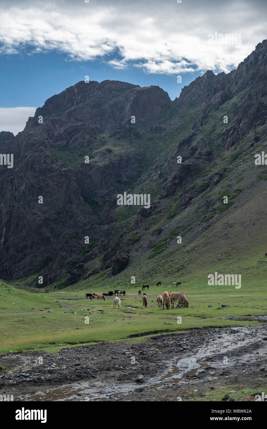 Herd of horses in Yolyn Am, Mongolia Stock Photo - Alamy