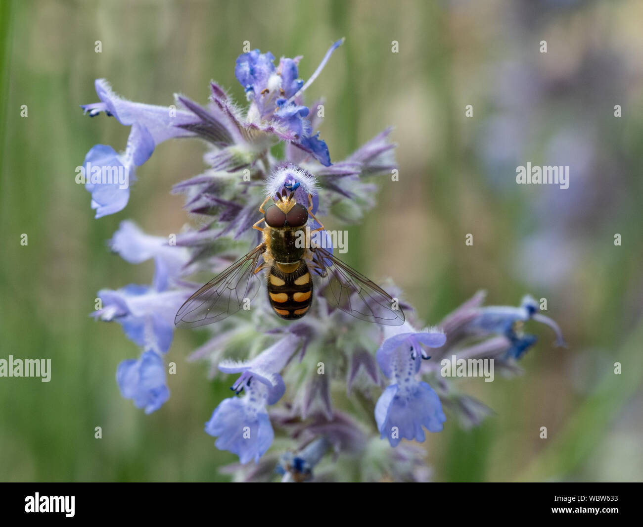 A Migrant Hoverfly - Eupeodes corolla feeding on a catmint flower Stock Photo