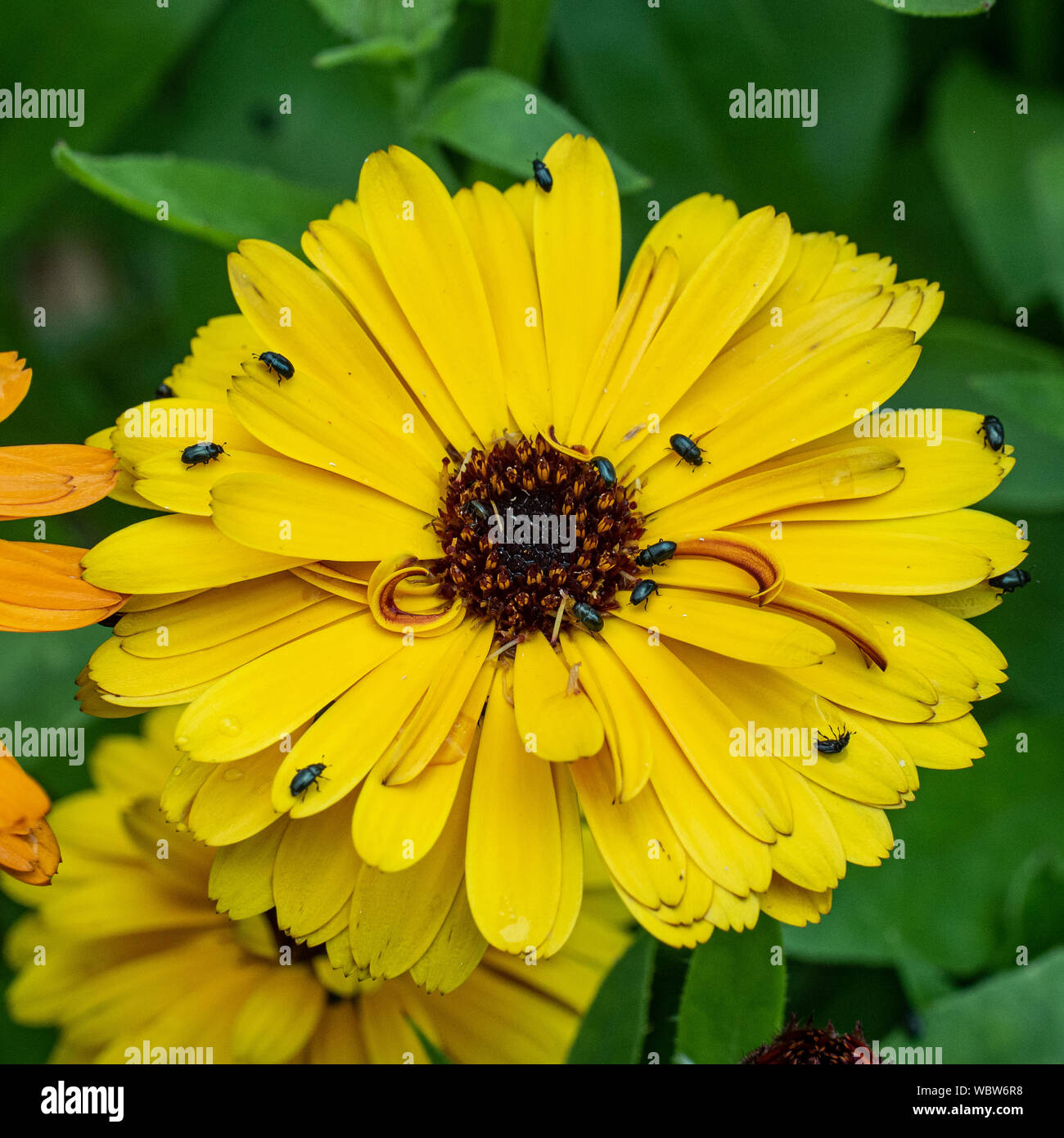 A clear yellow calendula flower providing food a a number of pollen beetles Meligethes aeneus Stock Photo