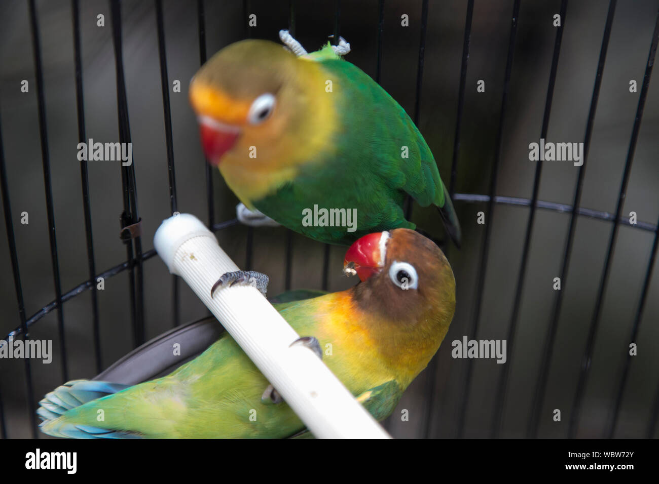 High Angle Closeup Of Parakeets In Cage Stock Photo Alamy