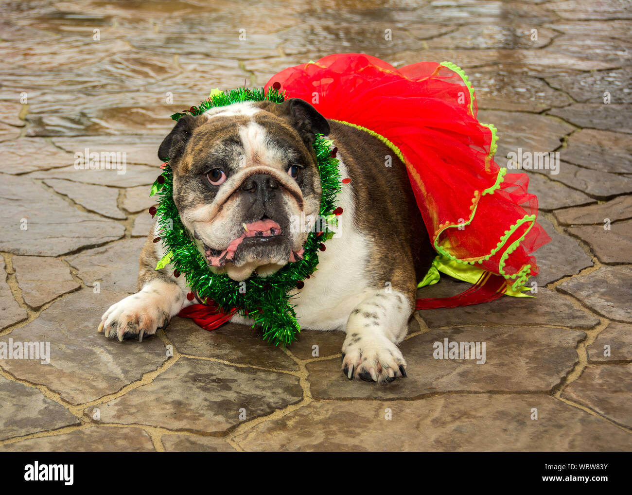 english bulldog in tutu