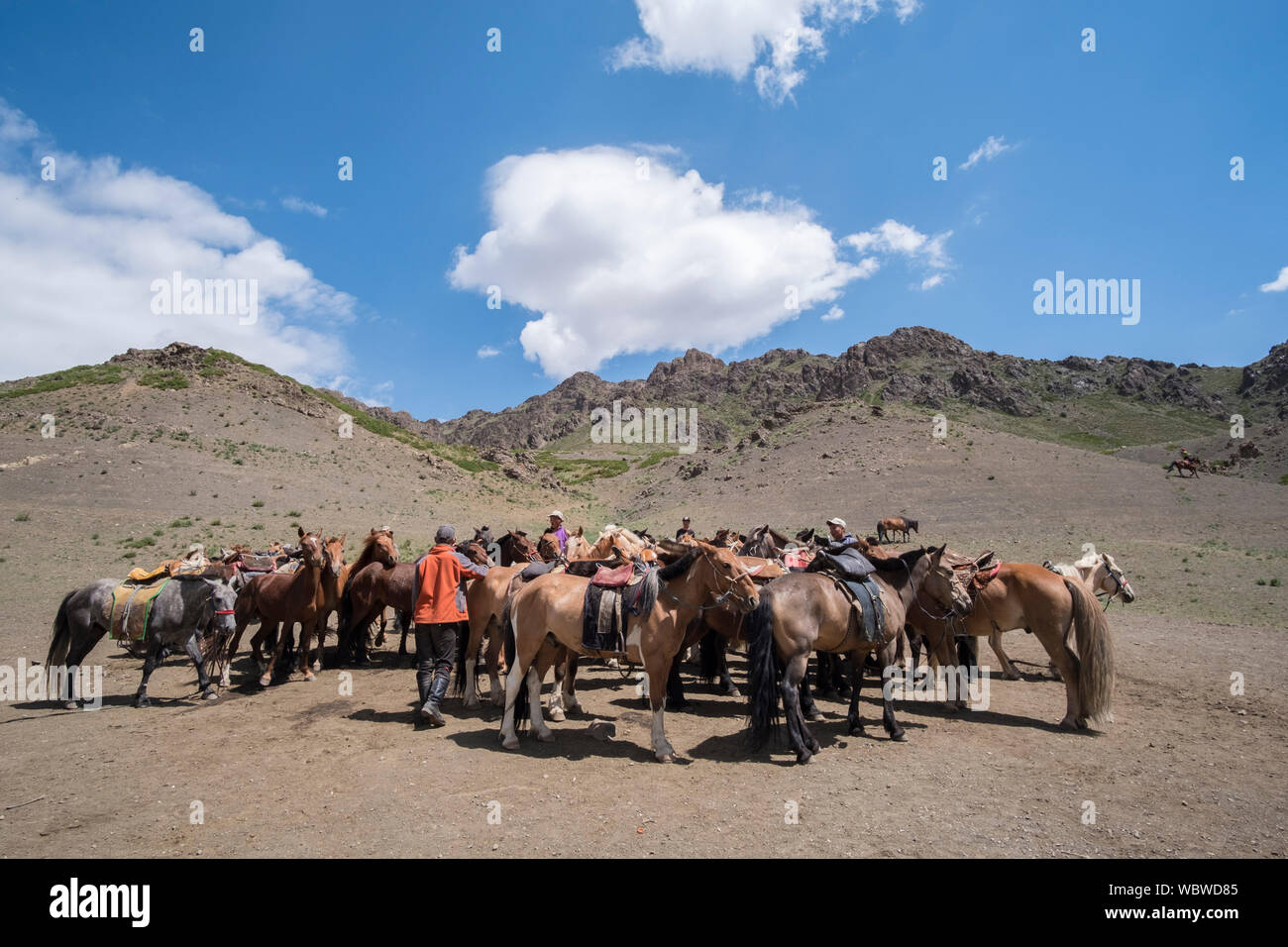 Herd of horses in Yolyn Am, Mongolia Stock Photo - Alamy