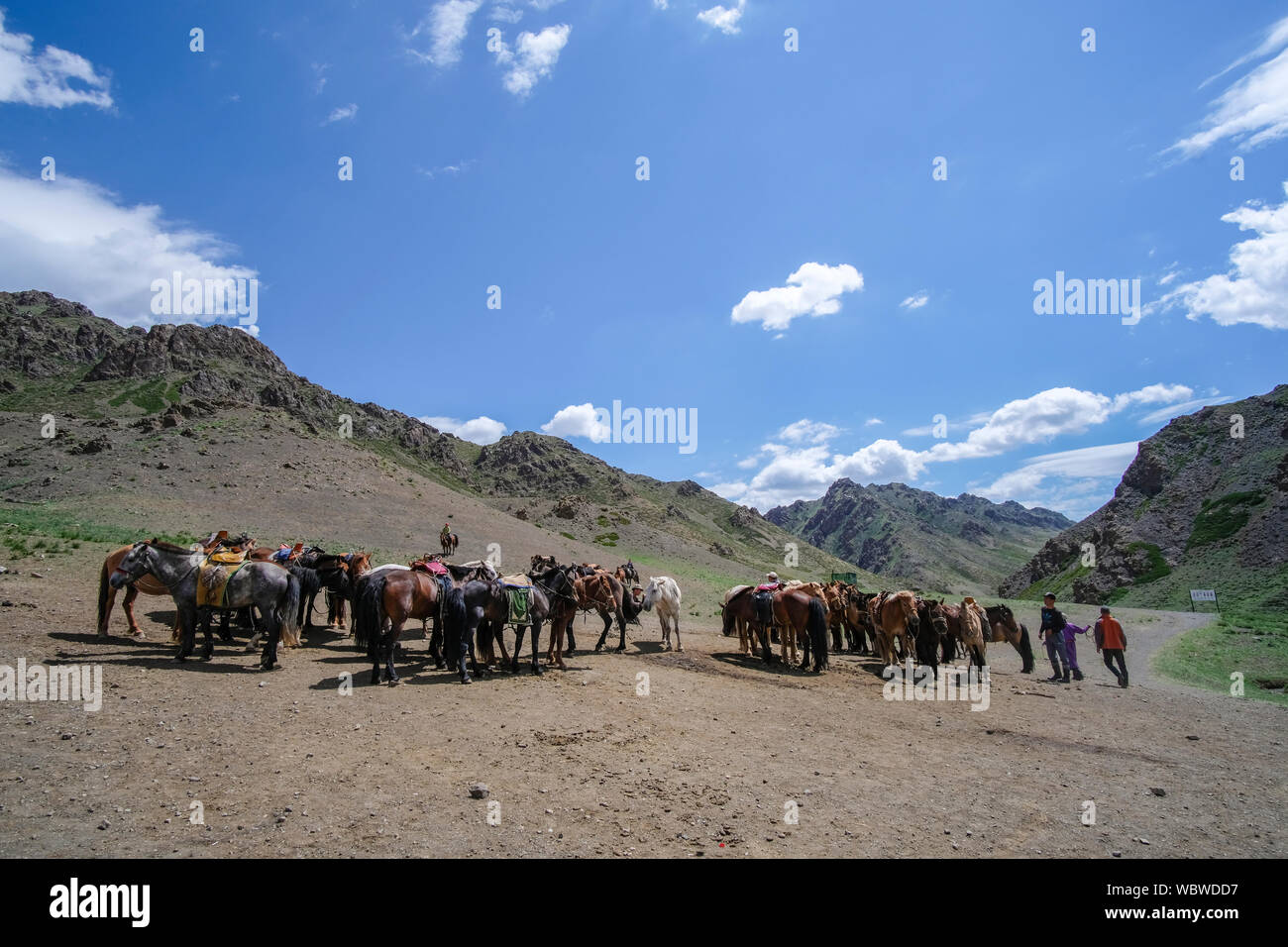 Herd of horses in Yolyn Am, Mongolia Stock Photo - Alamy