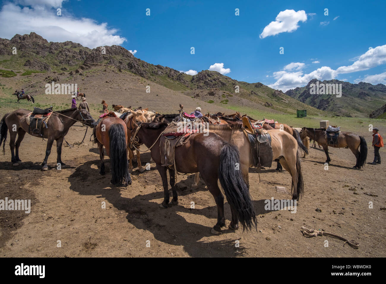 Herd of horses in Yolyn Am, Mongolia Stock Photo - Alamy